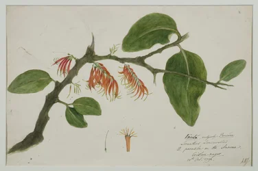 Dendrophthoe falcata (muérdago naranja), 1785